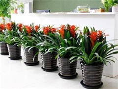 太原花卉綠植批發與租借服務 點亮城市綠意，便捷生活空間
