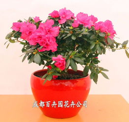 成都辦公室花卉綠植租借指南 價格、方案與配送全解析