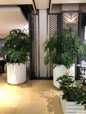 辦公室酒店綠植租擺 租一隅綠意，聘自然入室
